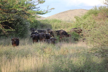 a herd of wild buffaloes the African jungle