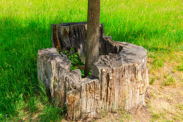 Old oak Trees, Springtime at the  Prince P&uuml;ckler Park, Muskau, East Germany