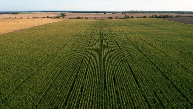 Fly over a green field with corn or maize and empty fields. Sideway moving camera. 