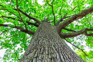 Old oak Trees, Springtime at the  Prince Pückler Park, Muskau, East Germany