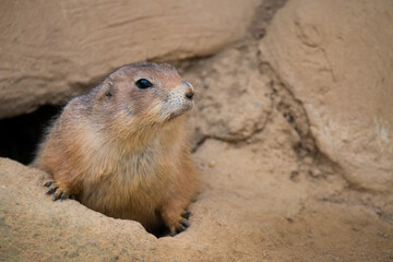 Präriehund am Bau