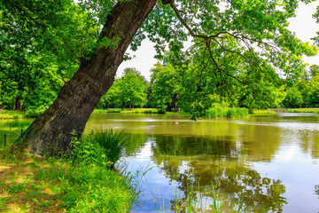 Fototapeta na wymiar Little Pond with huge Oak Trees inside the Park, Springtime at the Prince Pückler Park, Muskau, East Germany