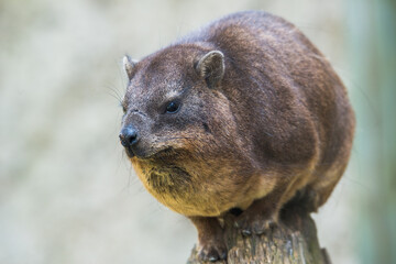 Wombat
