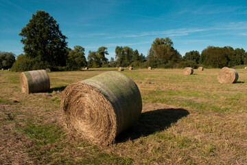 Rundballen Stroh Wiese Feld Sommer