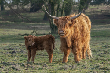 Beautiful Highland Cow cattle with calf (Bos taurus taurus) grazing in field. Veluwe in the Netherlands. Scottish highlanders in a natural  landscape. A long haired type of domesticated cattle.