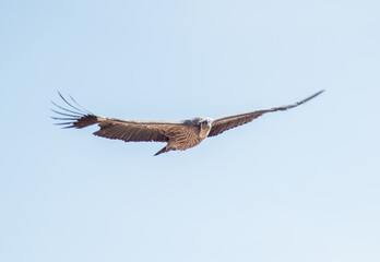 griffon vulture (Gyps fulvus) soaring through the skies