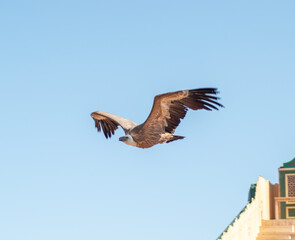 griffon vulture (Gyps fulvus) soaring through the skies