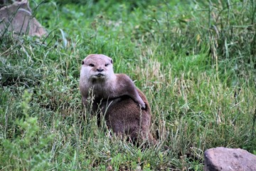 A close up of an Otter