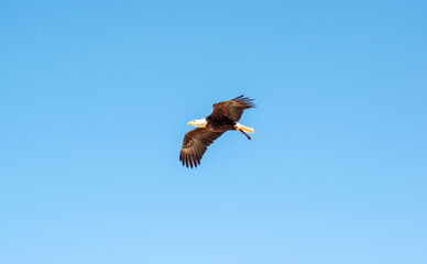 bald eagle (Haliaeetus leucocephalus) soaring through the skies