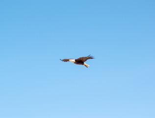 bald eagle (Haliaeetus leucocephalus) soaring through the skies