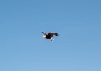 bald eagle (Haliaeetus leucocephalus) soaring through the skies