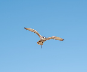 The Common Sparrowhawk (Accipiter nisus) soaring through the skies