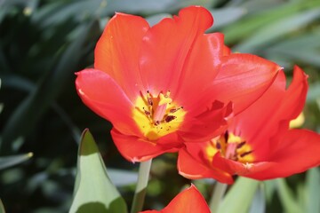 rote Tulpe ist aufgeblüht