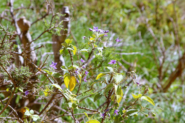 Rock rose (Cistus symphytifolius) endemic to the Canary Islands (Tenerife, Anaga mountains, Spain)