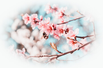 Beautiful Pink Peach Blossoms in a Garden