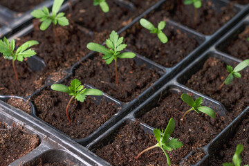 one small bright green young plant surrounded with rows of sprouts, seedling plugs in black plastic...