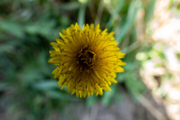 a dandelion flower in the garden