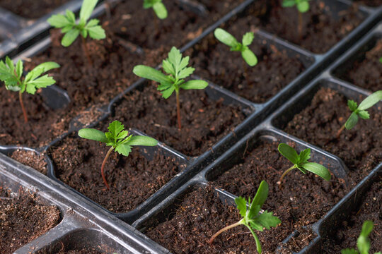 one small bright green young plant surrounded with rows of sprouts, seedling plugs in black plastic boxes, trays. Spring plug flowers growing. Seed marigold starting, four leaves seed germination