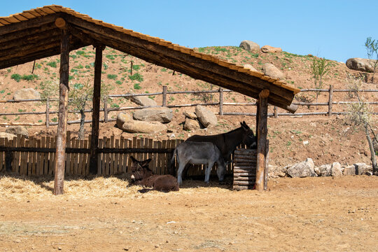 Three Donkeys In The Stable