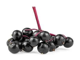 Elderberry branch with black berries isolated on a background. Black elder. European elderberry....