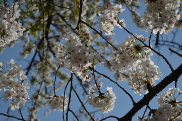 2021sakura