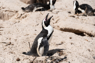 Closeup view of african penguin nesting at Boulders beach