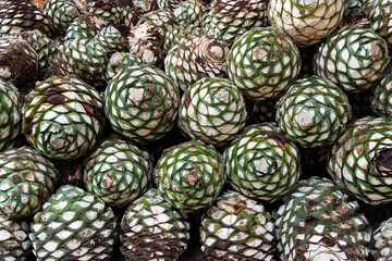  Blue Agave Pineapples 