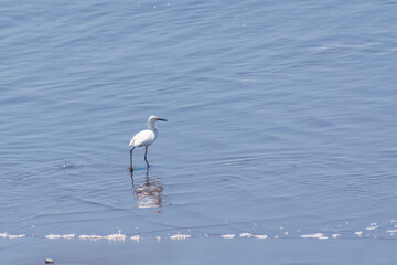 Gaviota alimentándosela en las playas de El Salvador