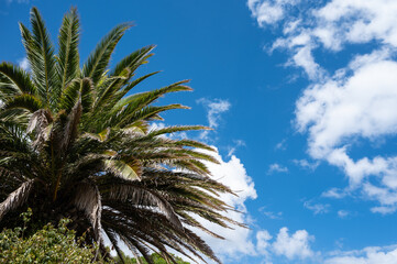Palm tree leaves against blue sky with white clouds