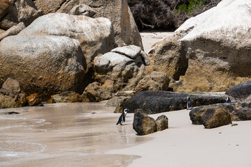 Boulders beach with penguins colony