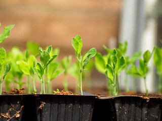 young tender plants in the green house