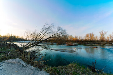 Albero piegato verso il fiume in primavera