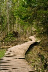 Old Wooden bridge in the spring forest, Belovezhskaya Pushcha, Belarus.  Nature reserve