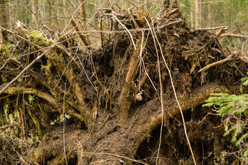 .Fallen large trees in the moss, huge tree roots in the forest. Belovezhskaya Pushcha, Poland, Europe