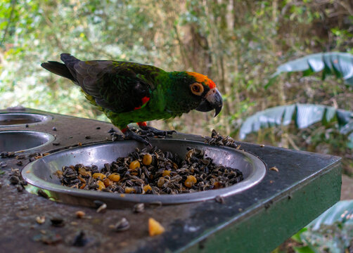 Parrot (Poicephalus) in the Birds of Eden, Plettenberg Bay, South Africa
