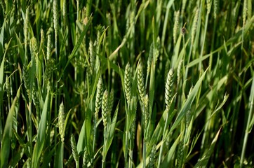 green wheat field in sunny day