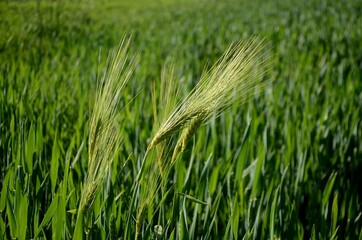green unripe  wheat ears growing in a field on a sunny day