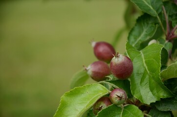 Small unripe apples and green leaves on branch of apple tree growing in the garden.	