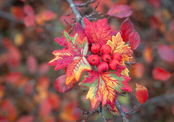 embroidered maple branch on a natural background