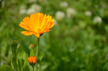 Fototapeta premium one orange calendula flower growing on meadow on a blurred green background. 