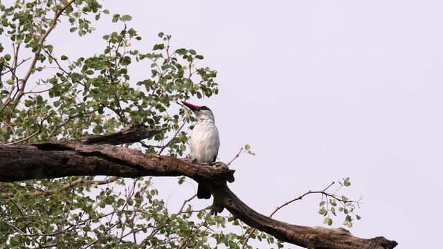 Woodland Kingfisher sitting on a tree branch making bird sounds