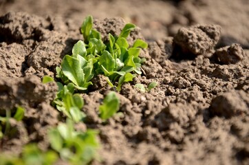 young green lettuce close up sprouts growing in the soil in the garden