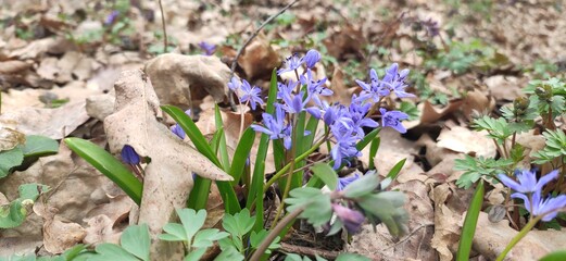 flowers in the forest