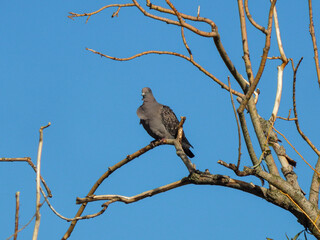 bird on a tree