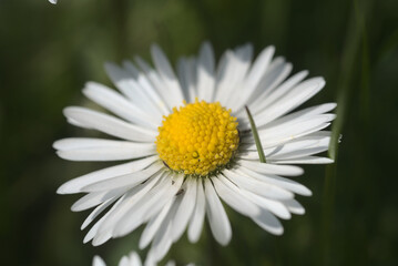 Obraz premium Macro photo of daisy