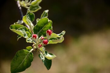 pink apple buds Close-up, blossom and green leaves on a branch of apple tree growing in the garden on sunny day