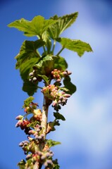 currant bloom and young leaves on a branch of a currant bush growing in the garden