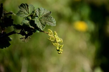 red currant blossom and green leaves on a branch of a red currant bush growing in the garden 