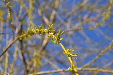 willow branch, young fresh green leaves and blossom of willow tree growing in field in spring sunny day on background of blue sky, wild plants