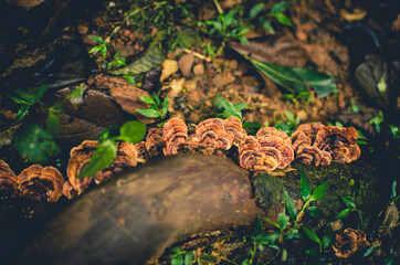 Vegetação de floresta